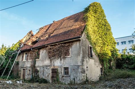 Lierre sur une ruine