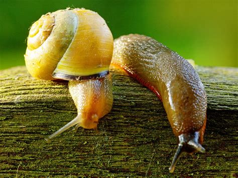 Limaces et escargots dans un jardin
