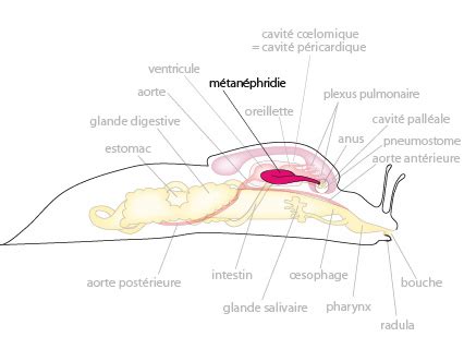 Anatomie d'une limace