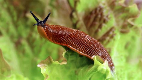 Jardinier ramassant des limaces la nuit