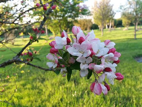 pommiers en fleur