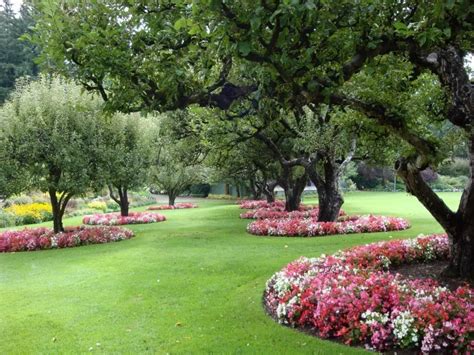 plantes couvre-sol autour des arbres fruitiers