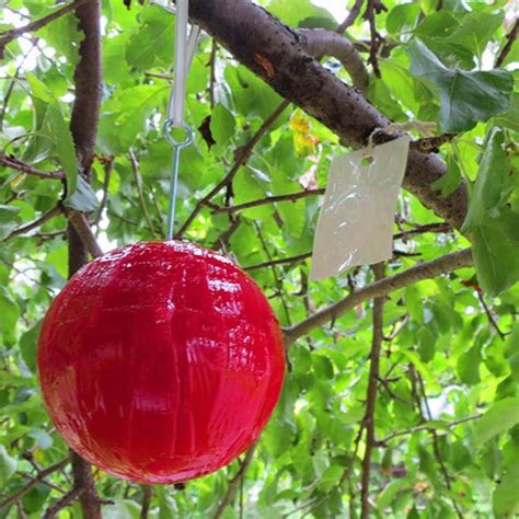 piège à mouche de la pomme