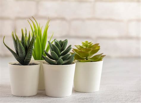 Plantes grasses diverses en pots