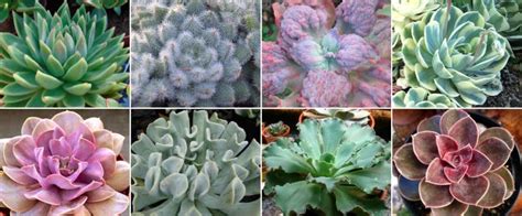 Illustration des différentes formes d'Echeveria