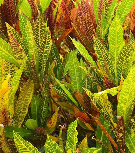 Feuilles de Croton colorées et variées