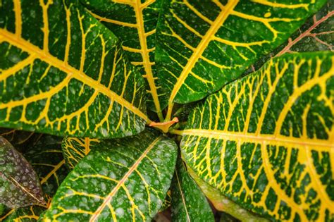 feuilles panachées de croton