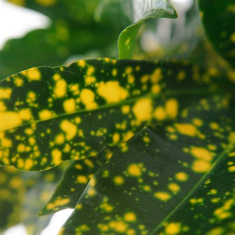 tige de croton prête à être bouturée
