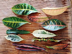 bouture de croton sous cloche ou sac plastique