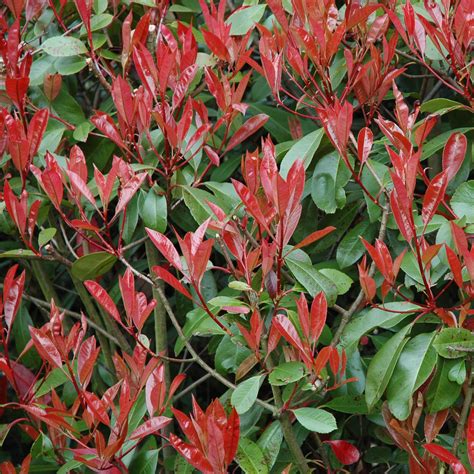 Photinia Red Robin jeune pousse rouge