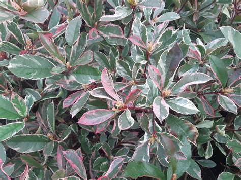 Différentes variétés de Photinia