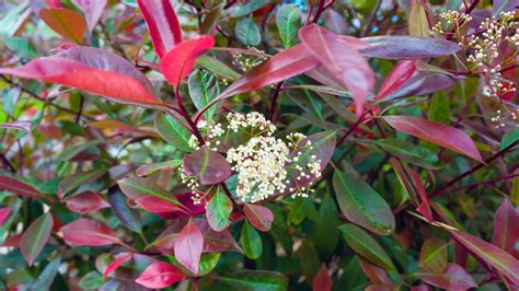 Variétés de Photinia
