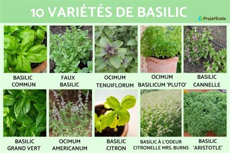 illustration de différentes variétés de basilic