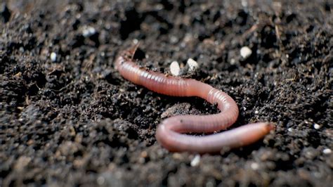 Vers de terre et microfaune sous un paillis