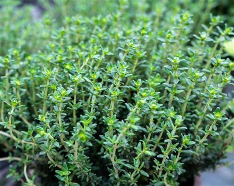 Plantes de thym et romarin en pot