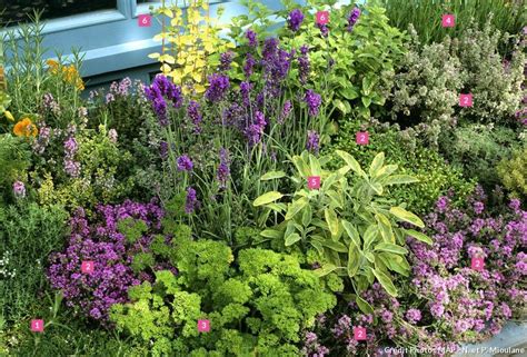 Jardin d'herbes aromatiques