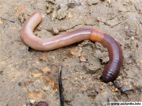 Vue macroscopique de vers de terre transformant le fumier en humus