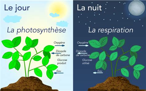 Comparaison entre une plante sur-fertilisée et une plante équilibrée