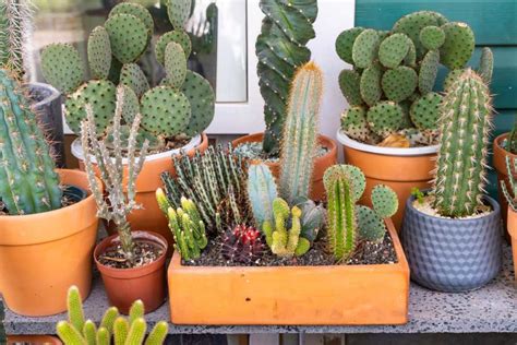 Cactées en pot et variétés