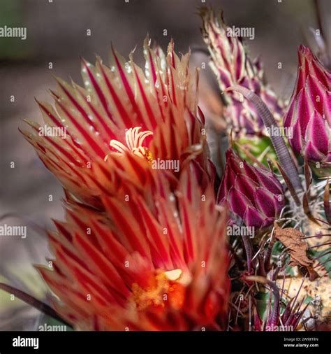 Ferocactus wislizenii en fleur