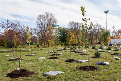 Arbres plantés dans une rue urbaine
