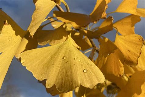 Exemples d'arbres adaptés à la ville : Ginkgo, Micocoulier, Savonnier