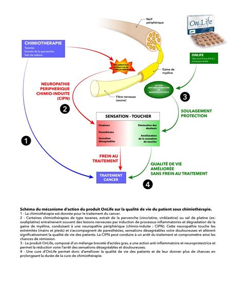 schéma illustrant l'action de contact du vinaigre sur les feuilles