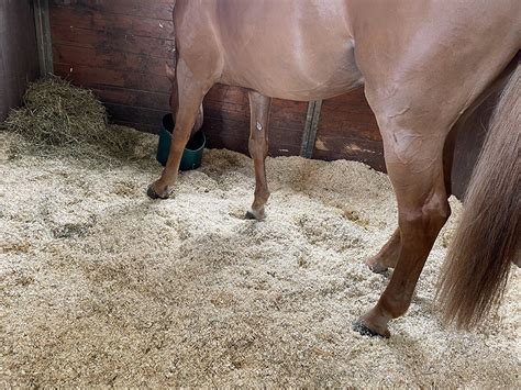 Box de cheval avec mélange 50/50 copeaux de bois et litière de lin