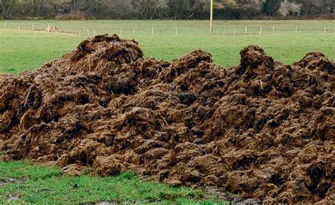 Tas de fumier dans un champ