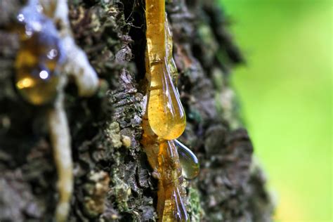 Image d'une goutte de sève de figuier fraîchement coupée