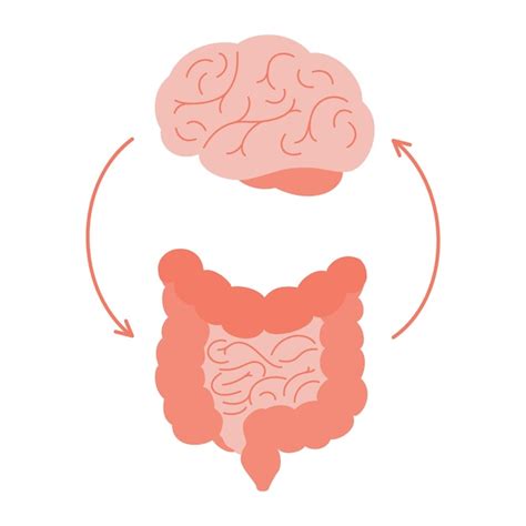 Illustration simplifiée du lien entre le cerveau et l'intestin