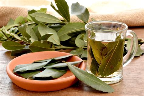 Tasse de tisane au laurier avec feuilles fraîches