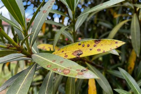Inspection des feuilles de laurier rose