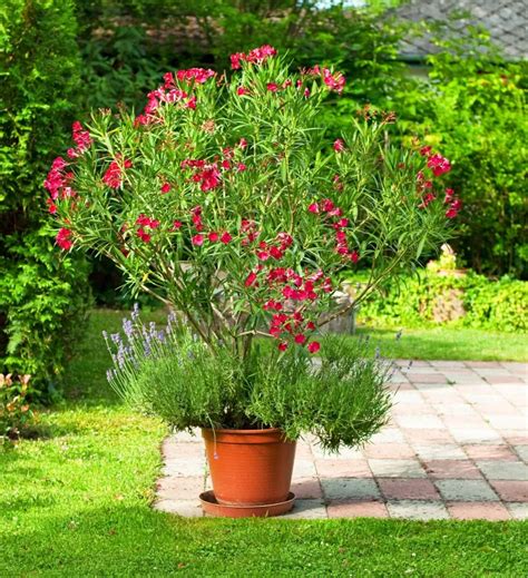 Laurier rose en pot exposé au soleil