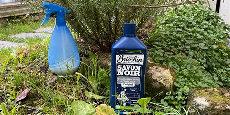 Savon noir dilué pour traiter les plantes