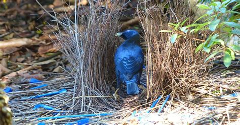 Un oiseau jardinier mâle devant sa tonnelle décorée