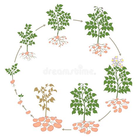 schéma du cycle de vie de la pomme de terre et processus de germination