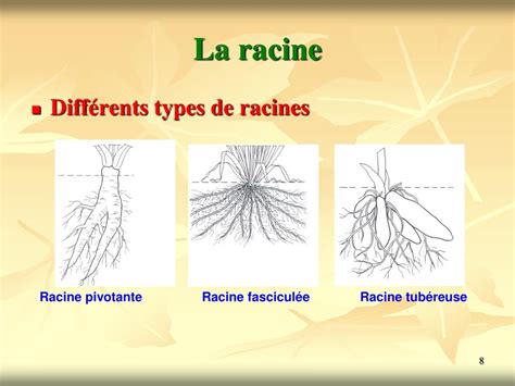 Schéma comparatif des systèmes racinaires : racine pivotante du pissenlit vs rhizomes traçants du chiendent