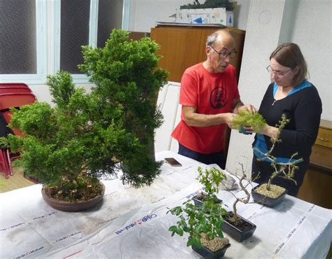 Membres d'un club de bonsaï discutant autour d'un arbre