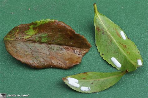 Feuille de camélia atteinte par des cochenilles