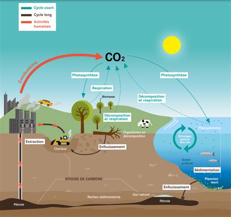 Diagramme montrant le cycle du carbone dans le sol