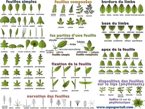 Illustration morphologique détaillée de Veronica hederifolia montrant la disposition des feuilles lobées et des fleurs axillaires
