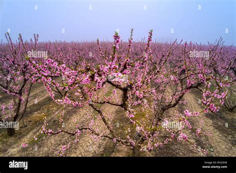 Verger de pêchers en fleurs dans l'Alentejo