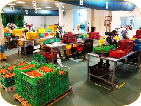 Intérieur d'une moderne centrale de conditionnement de fruits