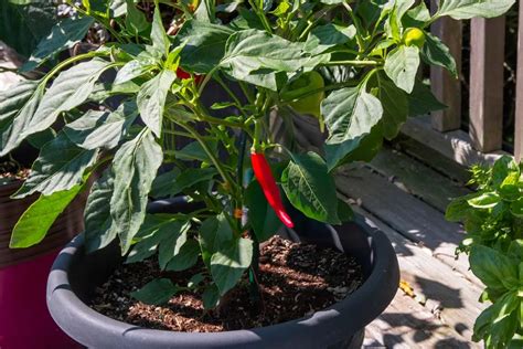 Plant de piment en pot sur une terrasse ensoleillée