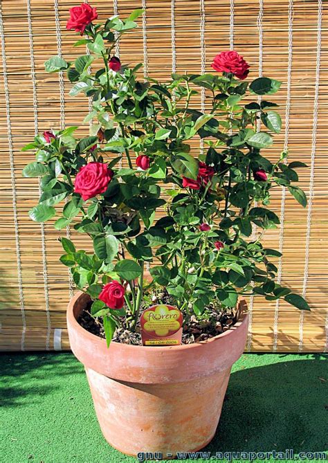 Consommateur choisissant une plante ornementale en pot