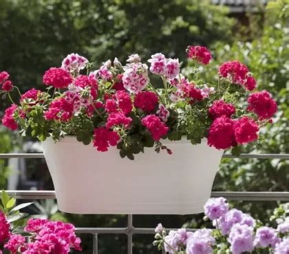 Geraniums en plein soleil sur un balcon