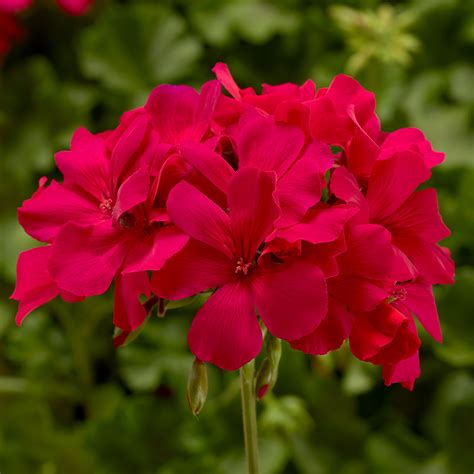 Géranium odorant sur un balcon