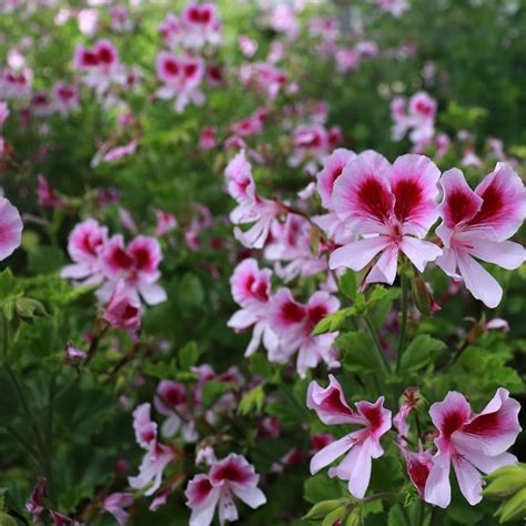 Géranium odorant en fleur