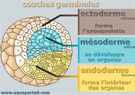 Diagramme illustrant un bourgeon végétal et ses tissus embryonnaires